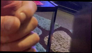 Video 1569910931: gay man wanking, fucking horny, wanking big, wank hd