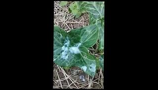 Video 1655786513: pov amateur solo male, pov cumshot creampie, pov creampie sex, fetish gay solo, pov amateur porno, solos porno arabic, passionate creampie sex, solo masturbacion, european amateur pov, fetish italian