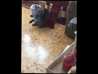 Video 1625890343: pussy petted, amateur pussy play, pussy play time, pussy behind