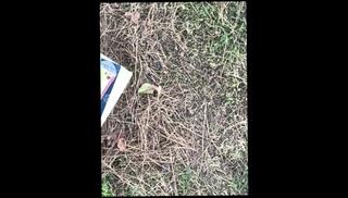 Video 1663297833: solo busty amateur, big dick solo male