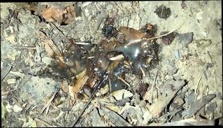 Video 1665312171: gay twink creampie, gay twink fetish, latino twink creampie, big cock creampie cum, twink amateur cums, teen cum creampied, twink ass cum, creampie ass cumshot, creampie cum filled, twink cum load, twink public cum, teen creampie hd, twink stranger, taste cum