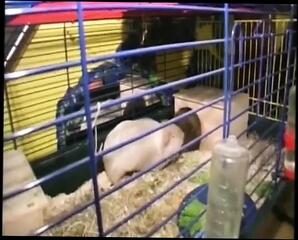 Video 1656867281: holly halston, bbw stepmom milf fucks, bbw milf fucked doggy, bbw stepmom milf cums, bbw milf doggy style, milf bbw pussy fucked, milf aunty fucked, fucks hot milf stepmom, desi bbw aunty fucked, couple milf stepmom, indian aunty fucked doggy, mature milf fucked doggy, milf aunty sex, milf blowjob doggy style, bbw milf girl, best doggy style milf, milf stepmom eats, beautiful milf stepmom, german milf stepmom, milf stepmom stockings, european bbw milf, good doggy style fucking, doggy style fucking mouth, fuck hottest milf, doggy style straight