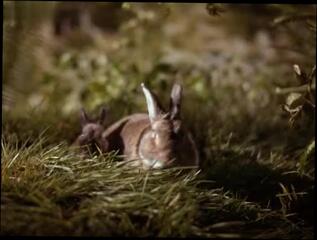 Video 72854704: patricia arquette, girl friend