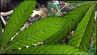 Video 1658338211: pov double blow job, bbc double blowjob, tiny teen bbc, sucks bbc pov, tiny dick pov, pov bbc cum, double blowjob cum swallow, pov blowjob cock sucking, black cocks tiny teens, loves sucking dick pov, tiny teen 18 years, tiny petite teen, mask pov blowjob, sweet tiny teen, cute tiny teen, small tiny teen, pov blowjob hd, straight bbc, tiny 18 year old, double dutch