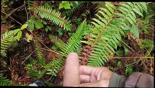 Video 1657708053: pissing peeing fetish, solo pee fetish, big hairy pissing cock, hairy dick solo, pee pissing outdoor, solo male pee, amateur hairy cock, huge cock pissing, amateur public piss