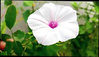 Video 1654845091: vintage granny, grannies mature step moms, old granny wife, indian granny sex, granny hot wife, vintage straight, granny friend, hotel granny, granny son, vintage bathroom, vintage college, granny hd, bengali wife sex, bangladeshi wife sex, mom 18 year old