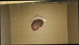Video 1571254321: gloryhole cumshot, homemade gloryhole, gay gloryhole, guy gloryhole, young gloryhole, cumshot close