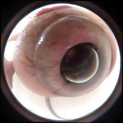 Video 1663418591: solo anal dildo masturbation, solo dildo masturbation orgasm, solo shemale dildo, solo pussy dildo, solo amateur dildoing, anal hole dildoing, anal dildo hd, solo bathroom masturbation, american dildo, soles solo