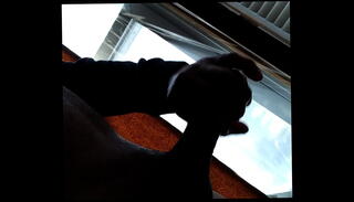 Video 1107592325: solo gay boy masturbates, solo boy jerk, big dick solo jerk, big cock solo jerk, wet solo masturbation, jerking jacking