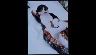Video 1621429203: fetish solo masturbation, furry fetish, solo male masturbation cumshot, amateur solo male masturbation, boy solo cumshot, solo outdoor masturbation, solo public masturbation, puppy fetish, good solo, jerking cumming outside