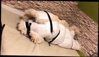 Video 1658063871: amateur fetish compilation, bondage compilation, bondage masturbation orgasm, homemade orgasm compilation, gay orgasm compilation, bondage experience, bondage hd, orgasm polishing