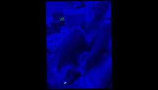 Video 1660645923: foot fetish, amateur celebrities