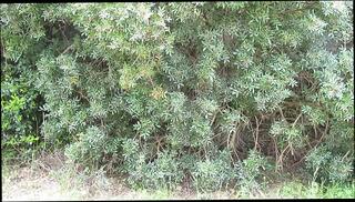 Video 1664179871: sissy gay twink, gay twink masturbation, twink amateur masturbating, twink emo masturbate, gay twink french, lingerie sissy, femboy, twink hd, boy masturbation, mastrubation