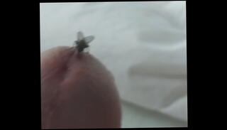 Video 1486964645: fetish masturbation, sucking precum