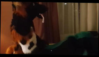 Video 1116349001: gay furry fuck, two furry, gay couple anal fuck, gay sex anal fucking, couple fuck hd