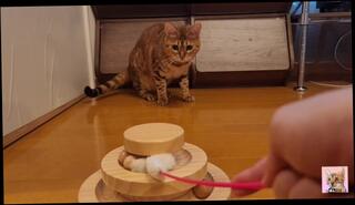 Video 1625837443: animals pets, anime amateur, cute anime, two toys, one toy, toy play