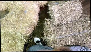 Video 1623792671: vintage amateur sex, vintage amateur cock, cumshots facials vintage, german vintage amateur, vintage erotic, vintage big cock, vintage blowjob, vintage straight, hd vintage, best anal porn, cruel anal