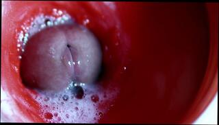 Video 1655549563: solo dick creampie, solo creampie ass, fetish creampie, creampie amateur cumshot blowjob, creampie blowjob amateur anal, creampie amateur blowjob hardcore, hardcore blowjob creampie orgasmic, anal orgasm creampie close, solo male moaning cumshot, big dick anal creampie, pussy creampie big cock, creampie pussy toy, creampie sperm, best amateur creampie, massive pussy creampie, camera creampie, college creampie, hole sperm, sweet sperm, huge sperm