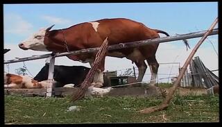 Video 1658382031: lesbian milf finger fucking, tit lesbian milfs finger, granny milf mature cougar, lesbian milf fingering blonde, pawg milf granny, milf lesbian anal fucking, granny fucks young lesbian, fucks old lesbian granny, sexy cougar milf, vintage milf fucking, milf fucks hot lesbian, vintage milf sex, big tits milf cougar, granny milf blowjob, hardcore lesbian granny, classic vintage lesbian, german cougar granny, lesbian milfs outdoor, milf cougar hard, milf rough anal fucked, lesbian straight fucking, best vintage fucking, milf fucked hd