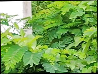 Video 1616801871: pregnant oil, oil penis, oiled clit, pregnant anal, pregnant indian desi, oil first time, pregnant taboo, pregnant outdoor, pregnant small, oil hd, babysitter anal