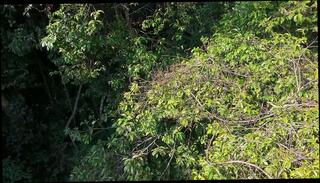 Video 1664130775: amateur milf blowjob