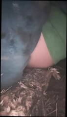 Video 1622721661: skinny ladyboy solo, crossdresser solo homemade, skinny shemale solo, crossdresser solo anal, crossdresser solo masturbation, solo anal toy sex, skinny petite anal, young shemale solo, solo masturbation hd, hole dildoing tight, american crossdresser, self fuck