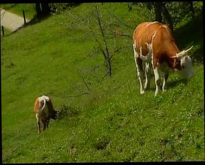 Video 1665366951: busty babe doggy styled, busty retro babe, doggy style orgy, orgy women sucking dick, hot busty babe sucks, dick anal doggy style, busty babe sucks big, busty big boobs babe, horny busty babe, amateur doggy style anal, hardcore anal orgy, tits busty big boobs, german hardcore blowjob doggy, busty porn babe, doggy style anal loving, outdoor anal orgy, hottest busty babe, busty redhead anal, small tits doggy style, doggy style straight, nice orgy, biggest orgy, doll orgy, man orgy