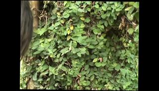 Video 1664358331: big cock shemale cumshot, big cock shemale anal, big cock shemale blowjob, shemale queen, takes shemale, hd shemale