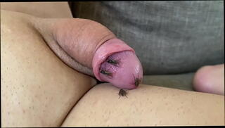 Video 1620462555: tiny solo, fetish solo, tiny cock dick, tiny dick boys, small tiny cock, tiny naked, hard wet cock