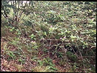 Video 1577348031: cumming masturbating outdoor, masturbating cumming hard, hardcore cum, man gay