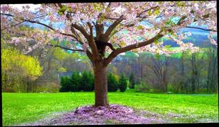 Video 1570060613: worship solo, worships cock blowjob, amateur solo sexy, erotic solo, sexy solo female, worship porn, solo female fucks, worship passionate, men worship, worship outdoor