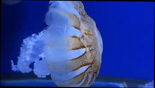 Video 1664719963: best amateur solo girl, blonde babe solo pussy, slut solo pussy, girl big tits solo, ass big tits solo, perfect pussy solo, solo hot blonde girl, petite solo girl, college girl solo, pussy solo female, small tits solo, solo flash, round ass slut girl, tatooed slut