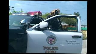 Video 56483125: thigh high latex, latex lingerie fucked, latex sex, latex uniform, latex stockings, female latex, oral sex, sex belt, police sex, office fuck