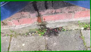 Video 1657736565: pee jeans wetting, pee public