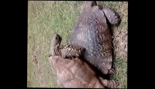 Video 1093396385: caught fucking, cock outdoor sex, big cock sex, wild outdoor sex, mates big cock, big cock natural