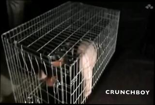 Video 1663035631: bdsm bondage humiliation, bondage domination bdsm, spanking bdsm bondage, bdsm gay bondage, cumshot bareback creampie, hard bdsm bondage, gay bareback cum inside, gay bareback leather, hd bdsm