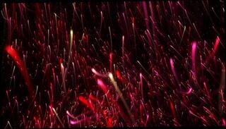 Video 1627844103: amateur joi