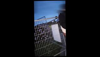 Video 1664704303: crossdressing public humiliation sissy, crossdresser femboy sissy, sissy femboy solo, sissy femboy amateur, big ass femboy sissy, amateur solo female, british sissy