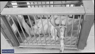 Video 1653782493: submissive bdsm bondage, female domination bondage bdsm, bdsm bondage fetish, pov bdsm bondage, pov feet fetish, submissive bdsm slut, amateur bdsm submissive, pussy massage squirt, bdsm bondage orgasm, bdsm hardcore bondage, saggy tits squirt, caged submissive, pov panty fetish, submissive slut tied, man pussy squirting