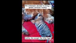 Video 1612803093: big ass milf