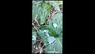 Video 1655738301: solo sex fucking machine, gay pov bareback boy, pump fuck machine, cum bareback pov, bareback pov cock, fetish machine fuck, solo masturbation pov, pov bareback cumshot, pov ass fetish, pov amateur solo, solo pov hot, solo masturbation moaning orgasm, bareback fuck jerk cumshot, amateur solo handjob cumshot, cock pumps thick cum, penis pump masturbation, monster cock solo cum, hard solo boy masturbation, fuck machine big cock, young boy solo masturbation, fucking bareback outdoors boys, solo man masturbation cumshot, extreme penis pumping, massive cock pov, desi boy solo, european boy bareback, fucking machines hd, solo big natural, fetish flash, italian bareback, neighbors daughter, masturbation sounds, masturbate open