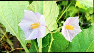 Video 1654938231: mom sex step son, arabic sex step mom, indian step mom sex, friend mom sex, old mom sex, sex hot straight, mom 18 year old, bangladeshi hot sex