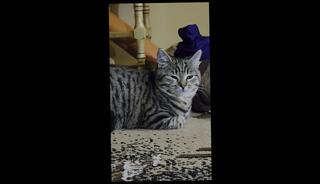 Video 1656000223: cute furry, furry love