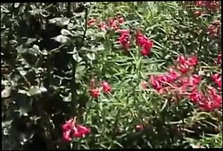 Video 282829801: wanda lust, sex straight boy, sex mature boy, sex young boy, boy outside
