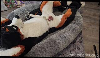 Video 1654138583: fetish gay solo, furry fetish, toy boy solo, boy solo cumshot, amateur solo boy, solo male vibrator, puppy fetish, leather fetish, fetish tied, cuffed