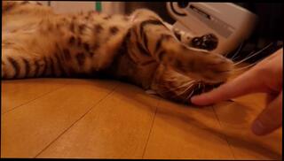 Video 1580570263: masterful pussy licking, amateur pussy licking