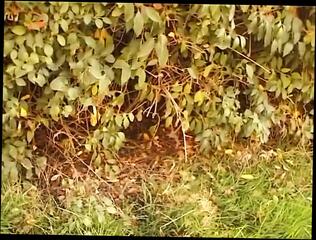 Video 1657233311: vintage retro porn, german retro classic vintage, retro lingerie vintage, vintage bbw, hottest retro porn, bbw wet pussy, vintage straight, retro german casting, german bbw tattoo, vintage public, vintage female